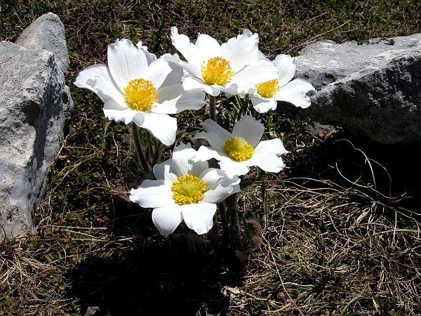 Pulsatilla Alpina / Anemone alpino